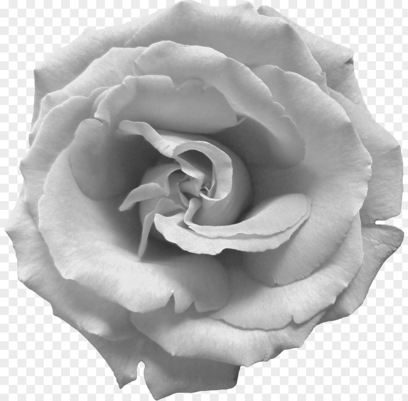 Flower Garden Roses Cabbage Rose White Floribunda PNG