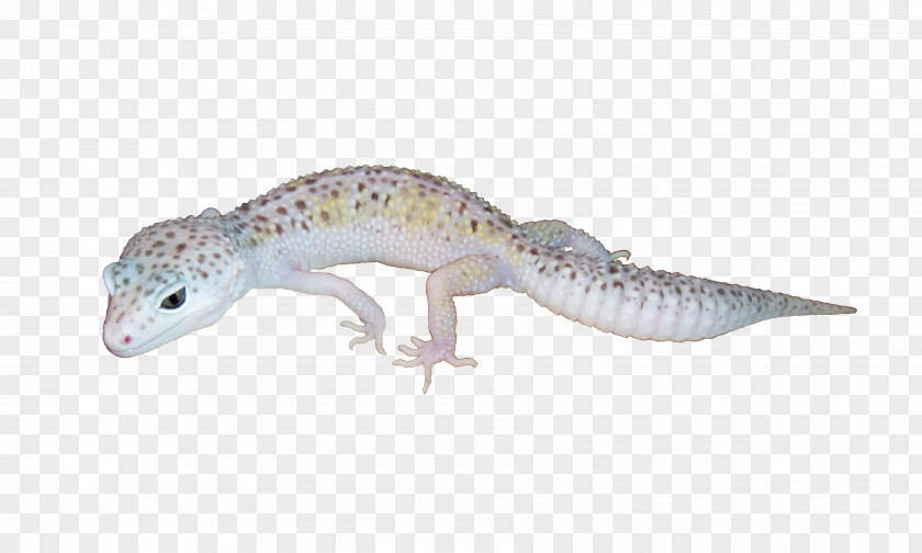 Leopard Geckos Reptile Lizard PNG