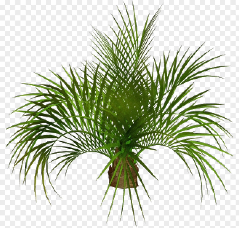 Pine Family Cycad Palm Oil Tree PNG