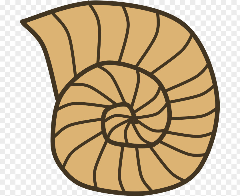 Shell Gastropod Seashell Snail Mollusc Clip Art PNG