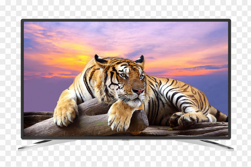 Tiger Wildlife Royalty-free Wallpaper PNG