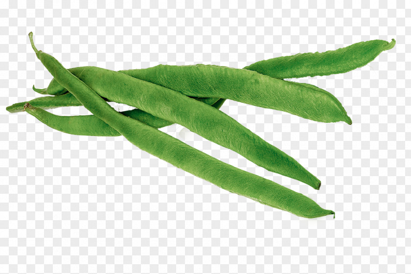 Bean Lima Runner Green Vegetable PNG