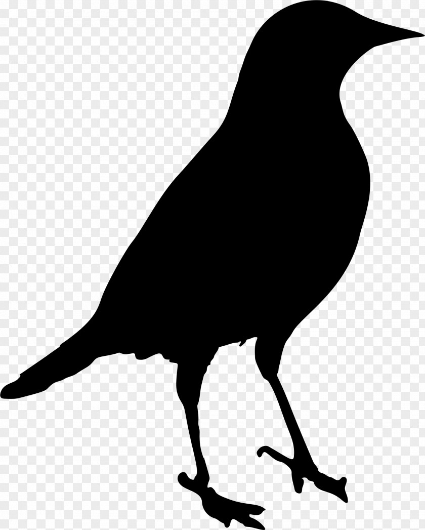Bird Silhouette Crow Clip Art PNG