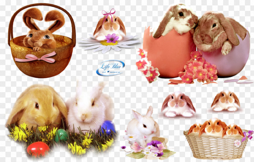 Easter Posters Domestic Rabbit Bunny DeviantArt Photography PNG