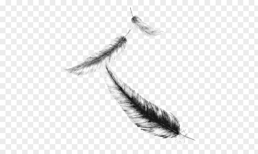 Feather Drawing Maximum Ride Sketch PNG