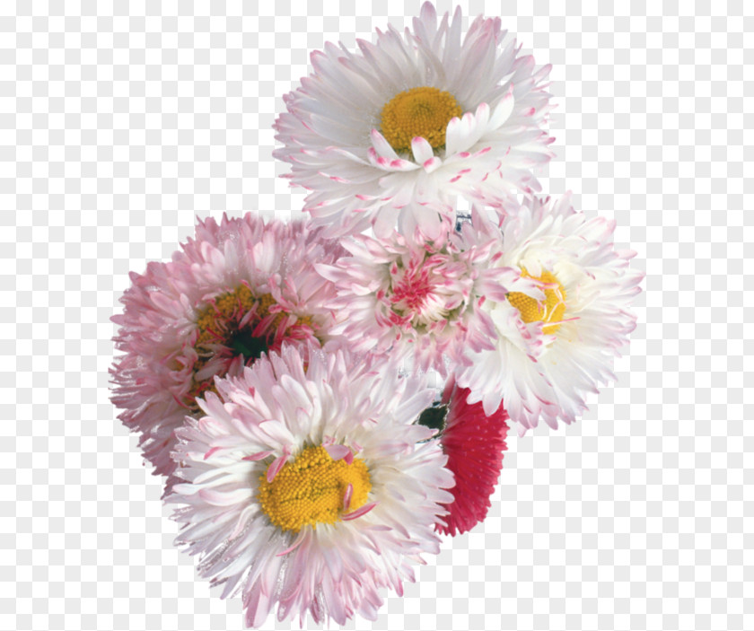 Floating Chrysanthemum Flower Bouquet Illustration PNG