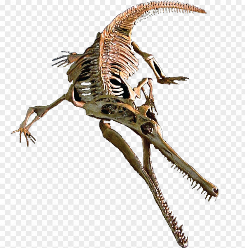 3d Teeth Velociraptor Champsosaurus Tyrannosaurus Judith River Formation Maiasaura PNG