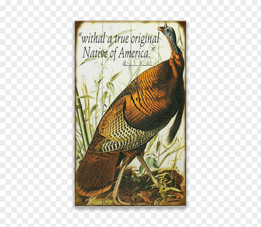 Bird The Birds Of America Turkey Galliformes National Audubon Society PNG