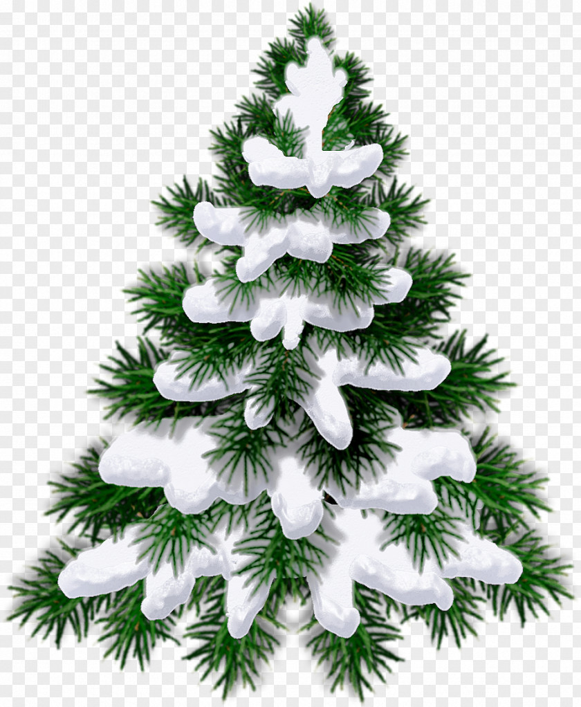 Christmas Tree Child New Year The Forest Raised A Quotation PNG