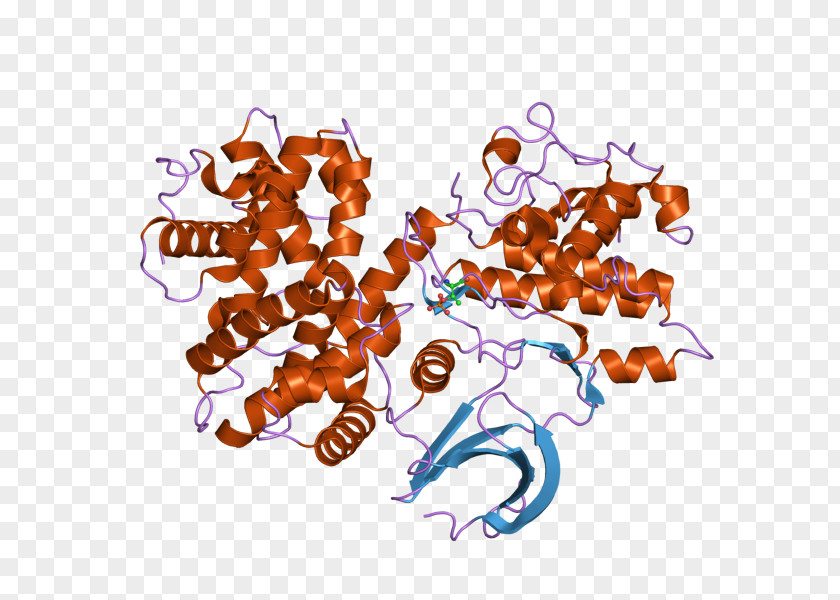 Cyclin B1 Cyclin-dependent Kinase 2 PNG