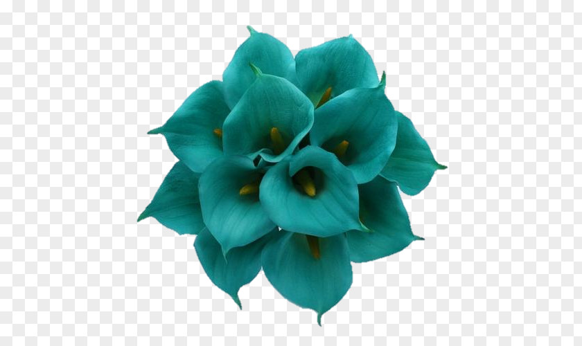 Flower Bouquet Arum-lily Wedding Teal PNG