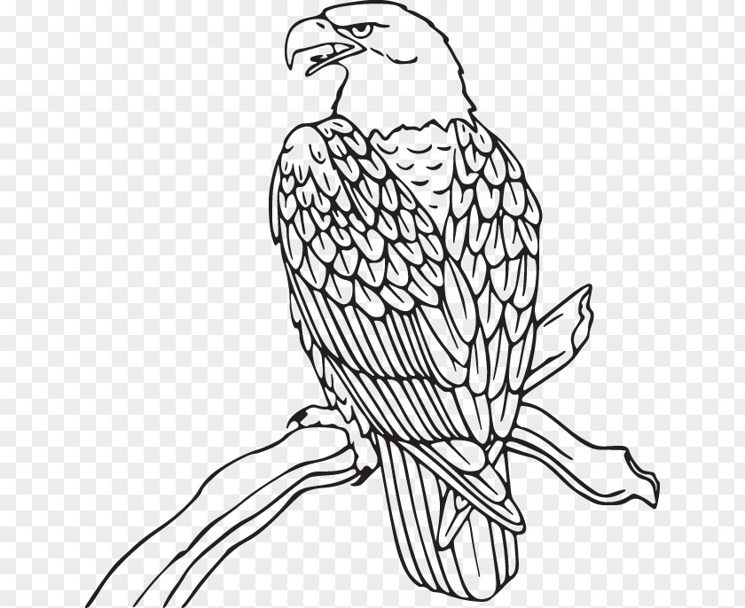 Hawk Sharp Shinned Bird Beak Falcon Peregrine Of Prey PNG