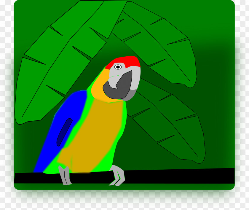 Parrot Macaw Bird PNG