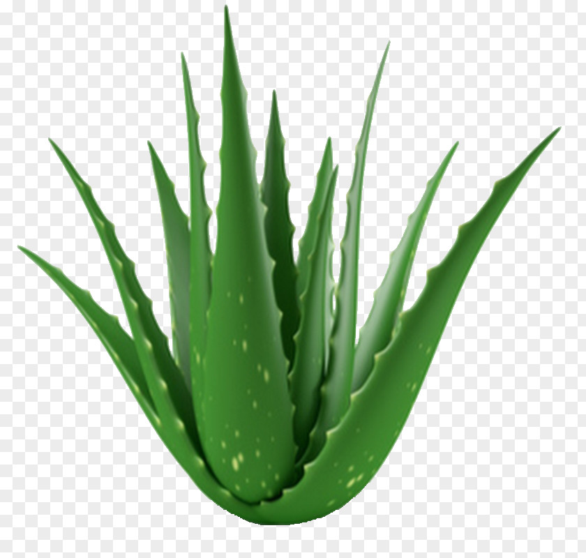 Plant Aloe Vera Medicinal Plants Gel Leaf PNG