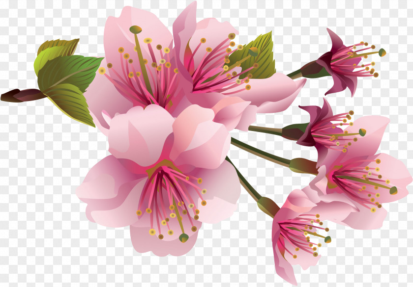 Spring Flower Cherry Blossom Clip Art PNG