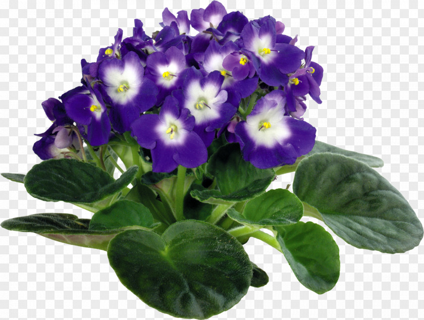 Violet Viola Tricolor Houseplant African Violets Clip Art PNG