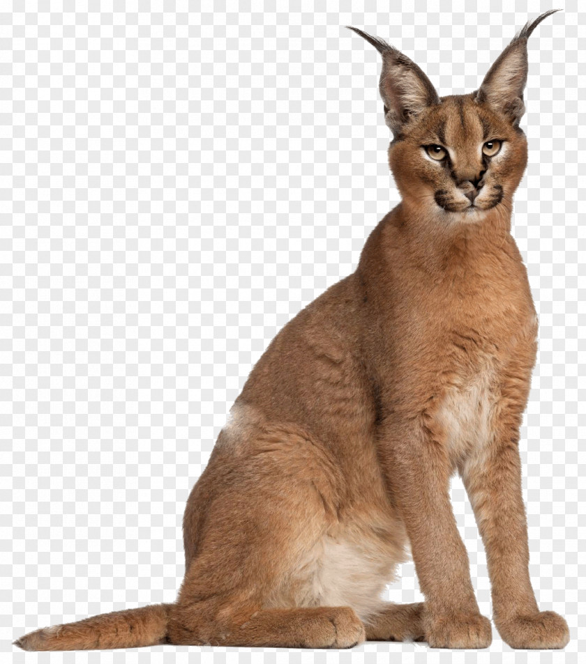 Cat Caracal Felidae Lynx Stock Photography PNG