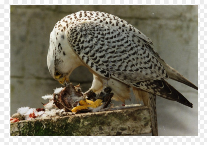 Falcon Fauna Hawk Beak PNG