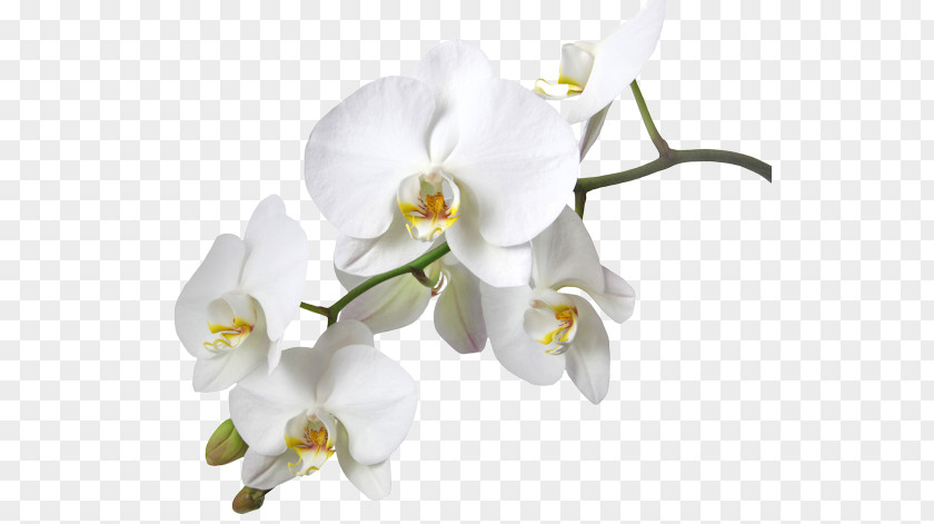 FLOR BLANCA Dendrobium Orchids Boat Orchid Stock Photography Yellow PNG