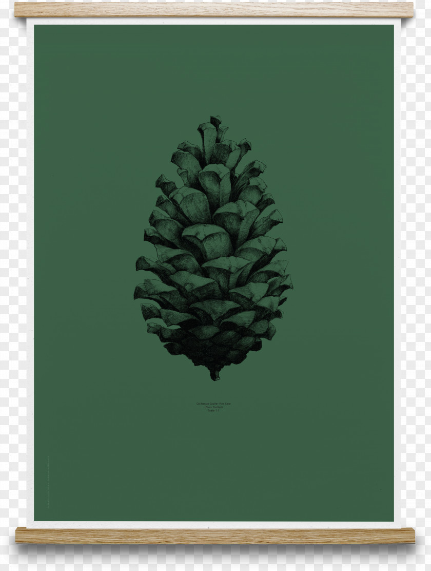 Pine Cone Paper Conifer Posterdesign Drawing PNG