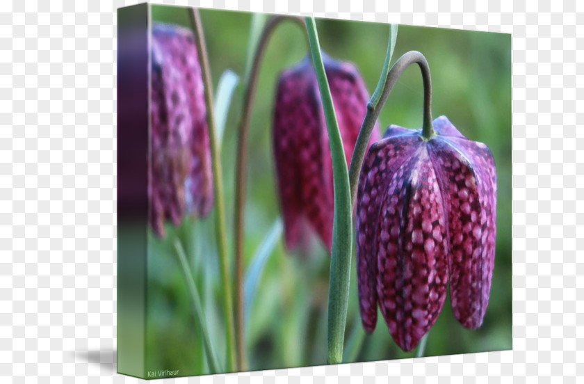 Snake Fritillaries PNG