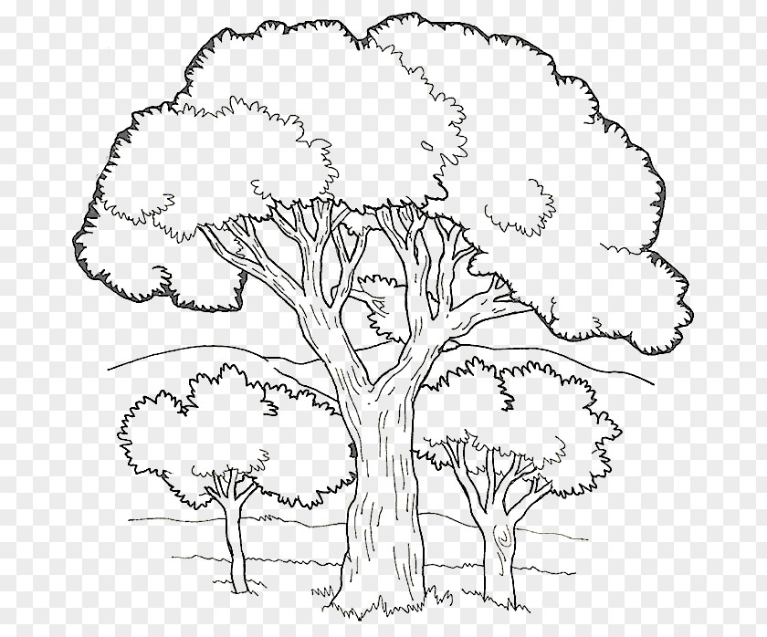 Tree Coloring Book Colouring Pages Fruit Child PNG