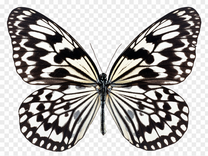 Butterfly Stock Photography Large Tree Nymph Image PNG