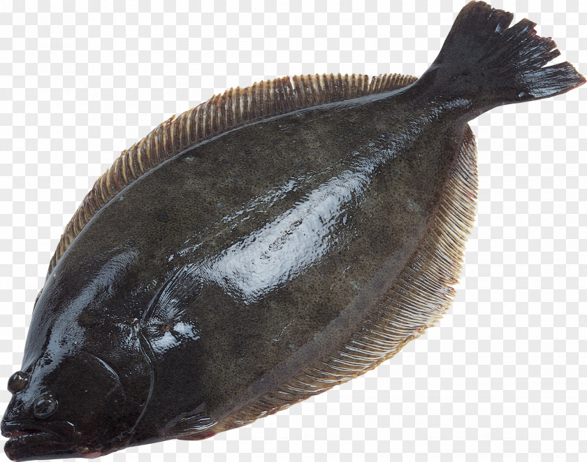 Fish Deep Sea European Plaice Flatfish PNG