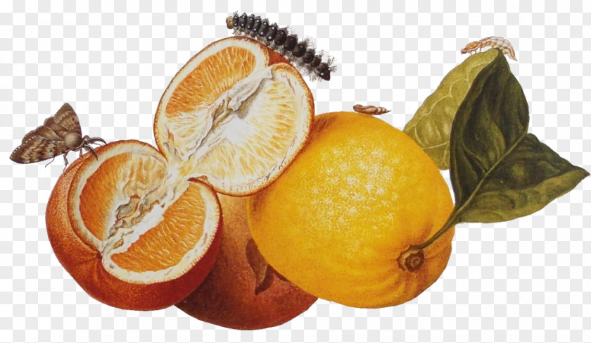 Merian Clementine Tangerine British Museum Tangelo Mandarin Orange PNG