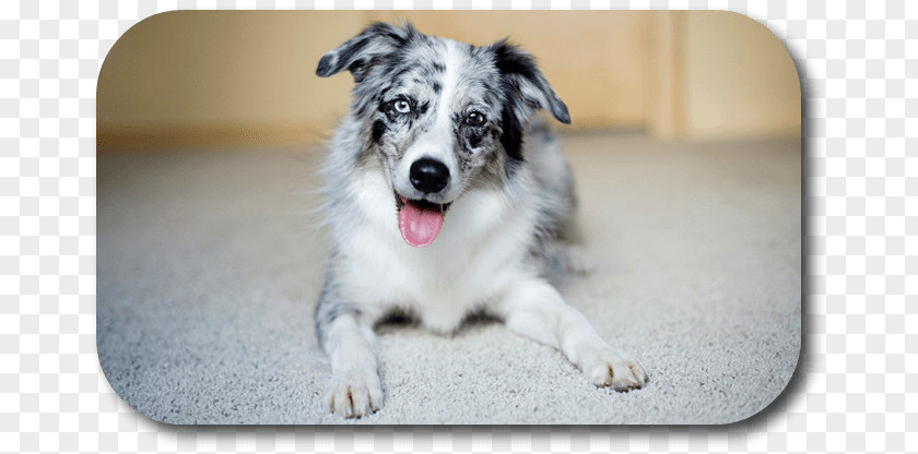 Puppy Australian Shepherd German Border Collie Rough White PNG