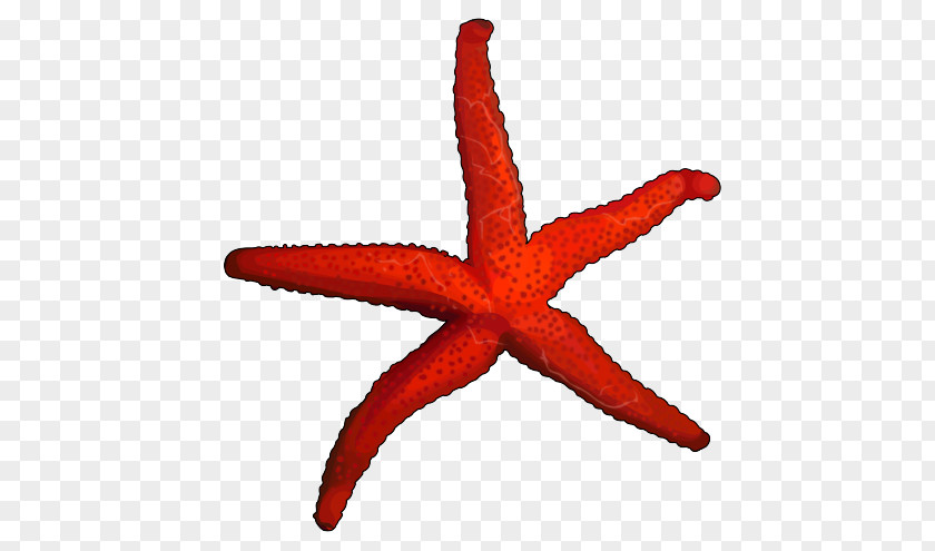 Starfish Marine Invertebrates Echinoderm PNG