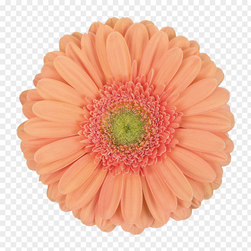 Transvaal Daisy Stock Photography PNG