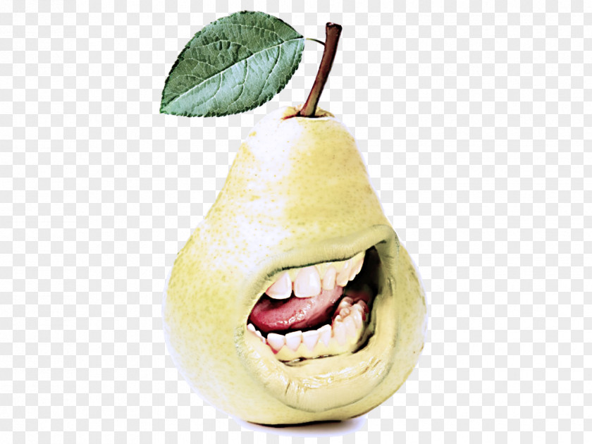 Fruit Tree Apple PNG