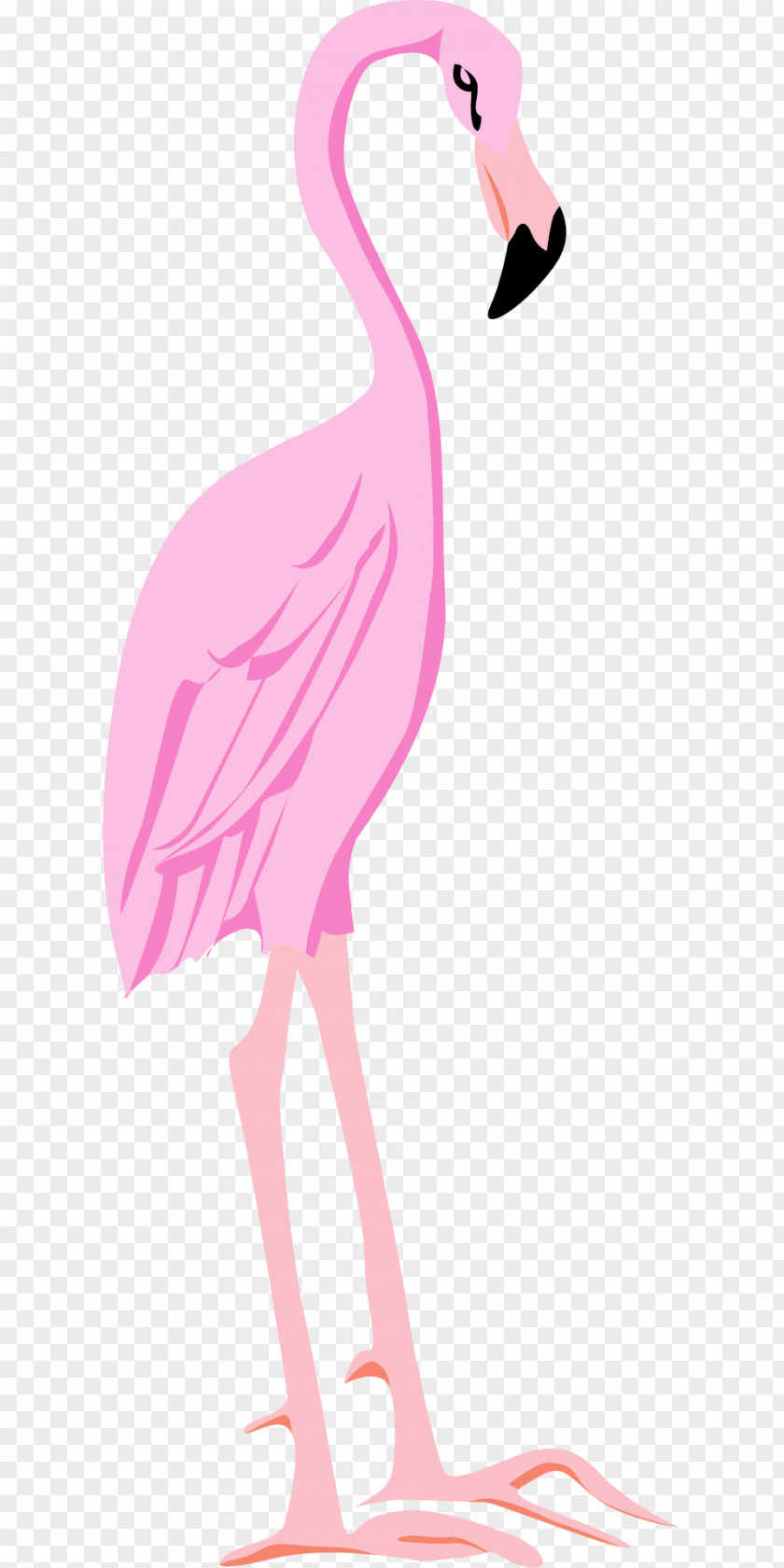 Flamingos Bird Flamingo Clip Art PNG