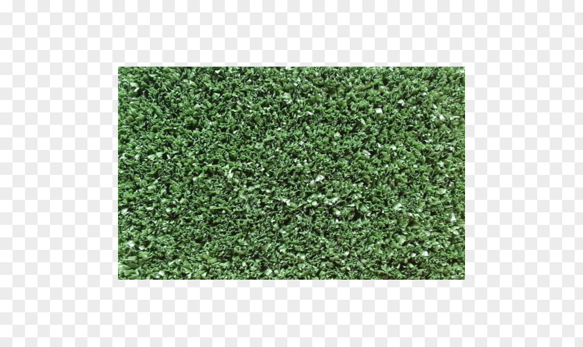 Grass Carpet Hedge Green Groundcover Lawn PNG