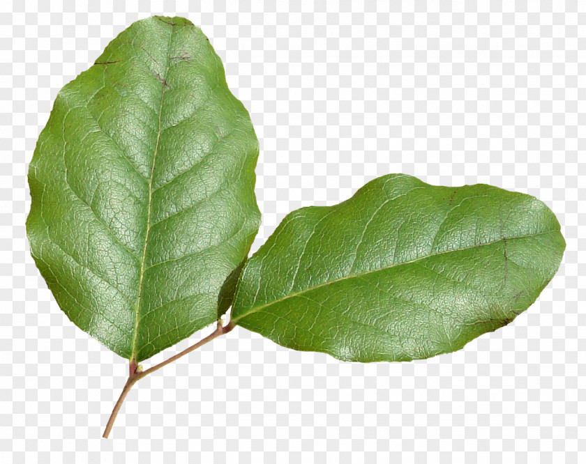 Green Leaves Leaf Plant Stem Clip Art PNG