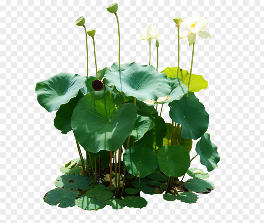Lotus Leaf Download Clip Art PNG