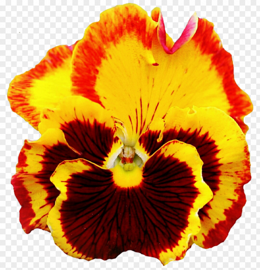 Pansies Pansy Yellow DeviantArt Clip Art PNG