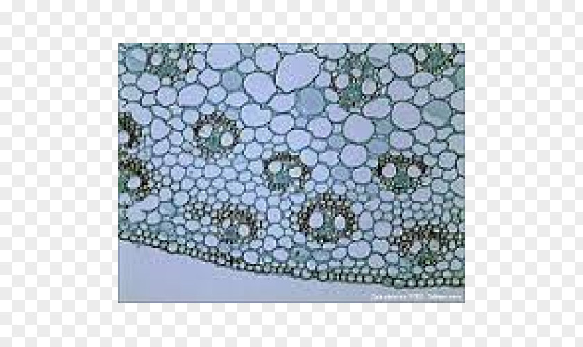 Plant Stem Microscope Slides Cell PNG