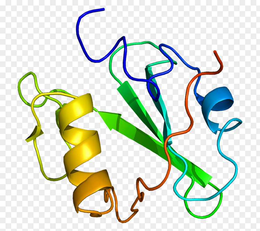 Signal Transducing Adaptor Protein SH2 Domain SHCBP1 Protein–protein Interaction PNG