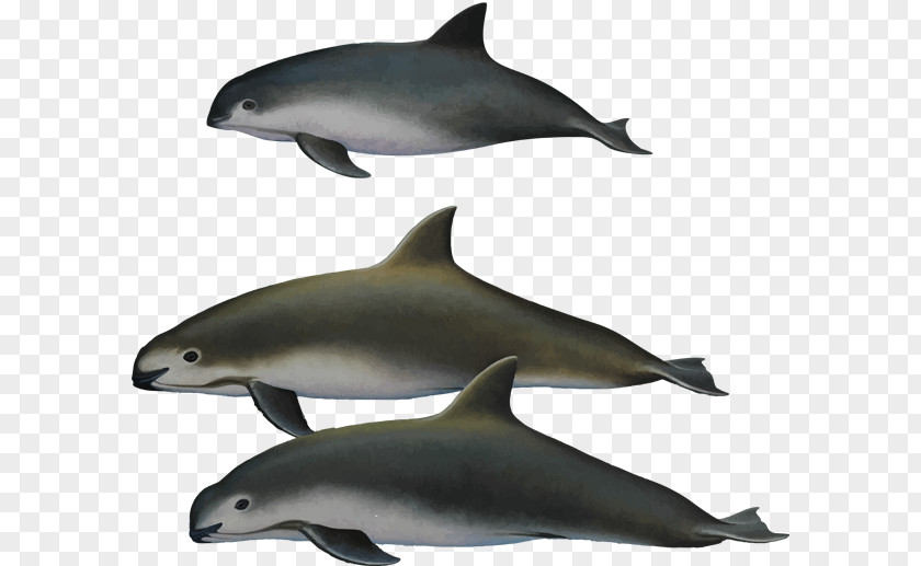 The Republic Of Korea Harbour Porpoise Toothed Whale Vaquita Endangered Species PNG