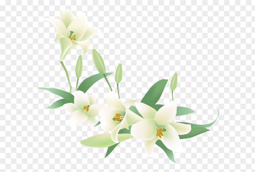 White Lily Flower Jasmine Euclidean Vector Clip Art PNG