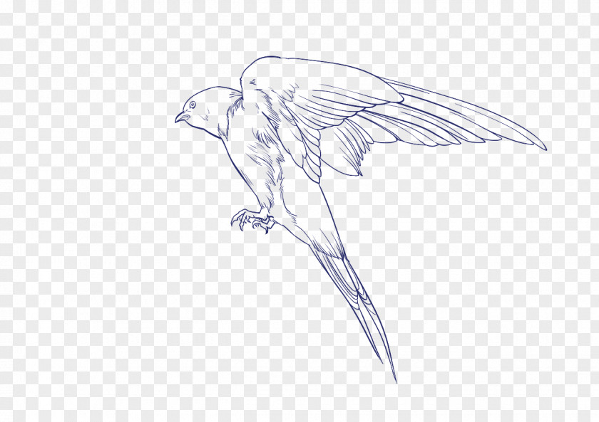 Aka47 Icon Beak Sketch Bird Of Prey Drawing PNG