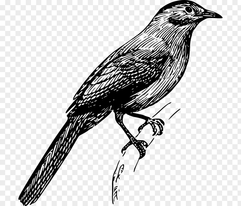 Bird Gin Clip Art PNG