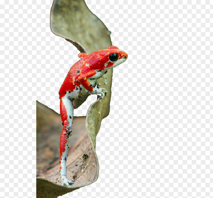 Black Eyed Flame Frog Strawberry Poison-dart Reptile Amphibian Blue Poison Dart PNG