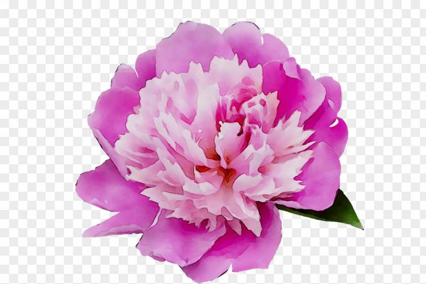 Carnation Peony Cut Flowers Herbaceous Plant Pink M PNG