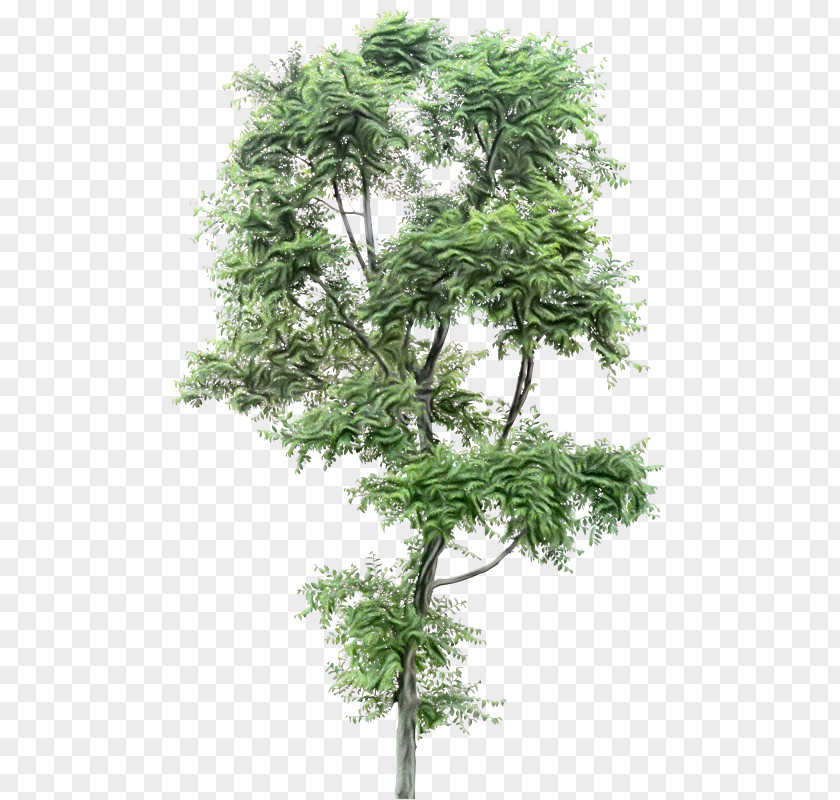 Heracleum Plant American Larch Tree Flower Woody Branch PNG