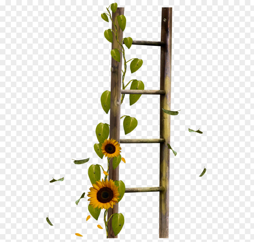 Ladders Flower Clip Art PNG