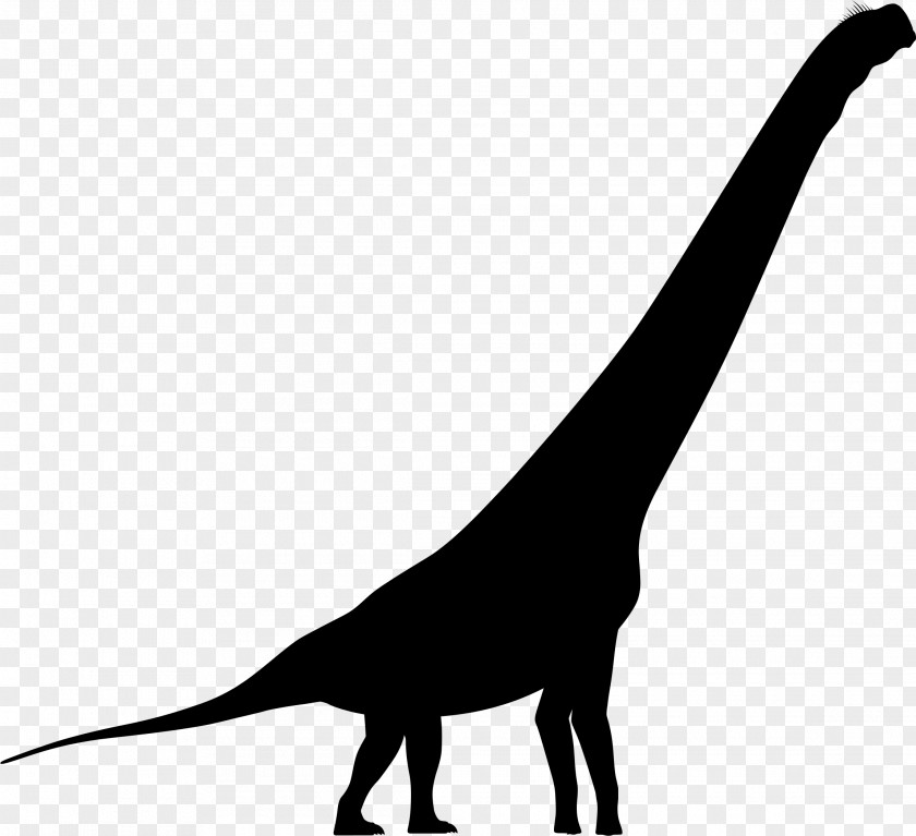 Mammal Fauna Line Font Dinosaur PNG