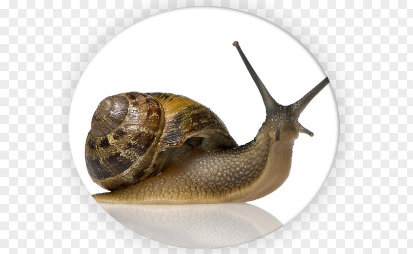 Snails Snail Slime Slimy Heliciculture Mucus PNG